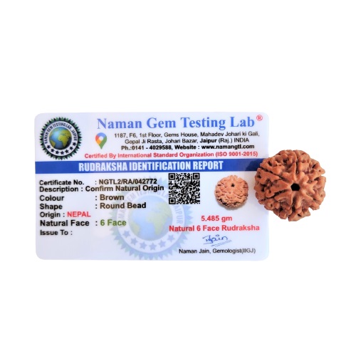 Natural 6 Mukhi Collector Rudraksh Nepali