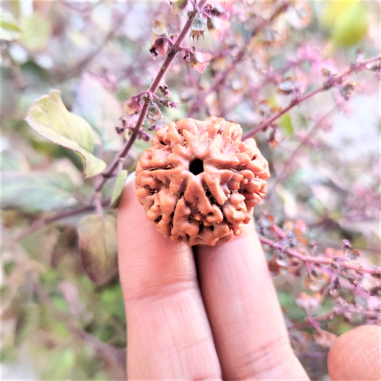 Natural 6 Mukhi Collector Rudraksh Nepali
