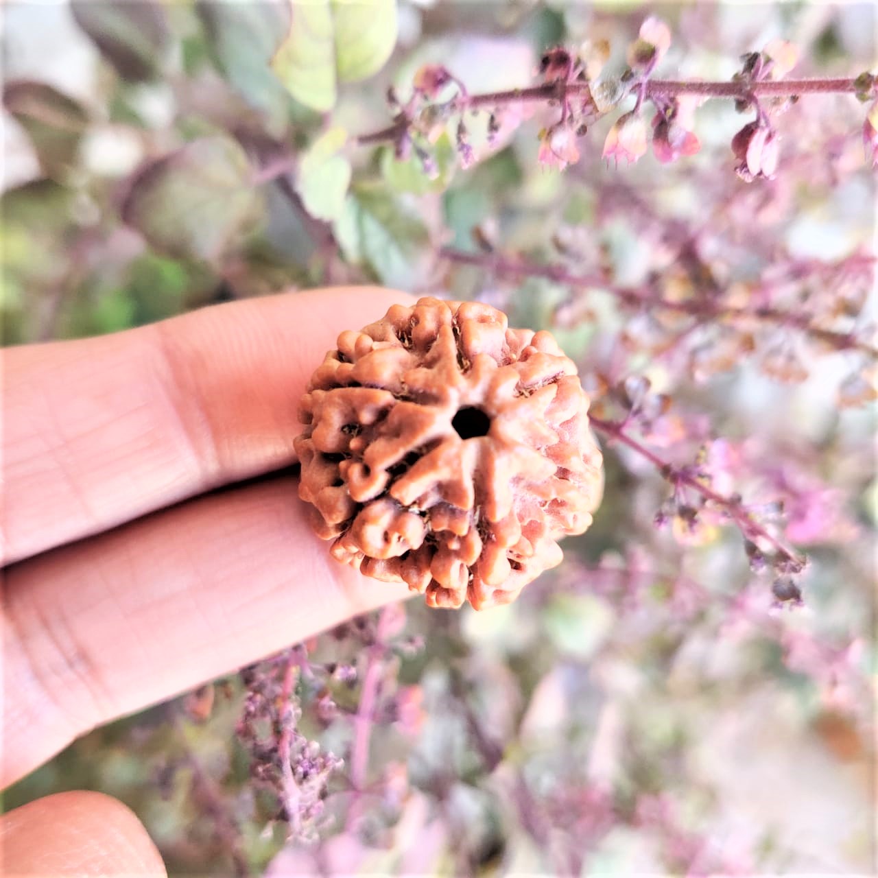 Natural 6 Mukhi Collector Rudraksh Nepali