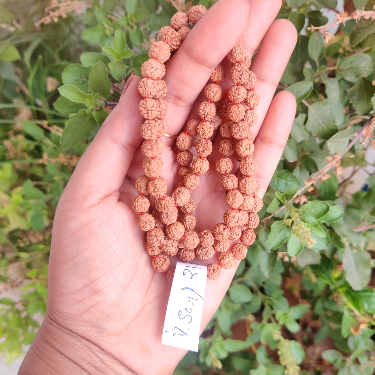 5 Mukhi Rudraksh Mala 75MM - 1081 Beads