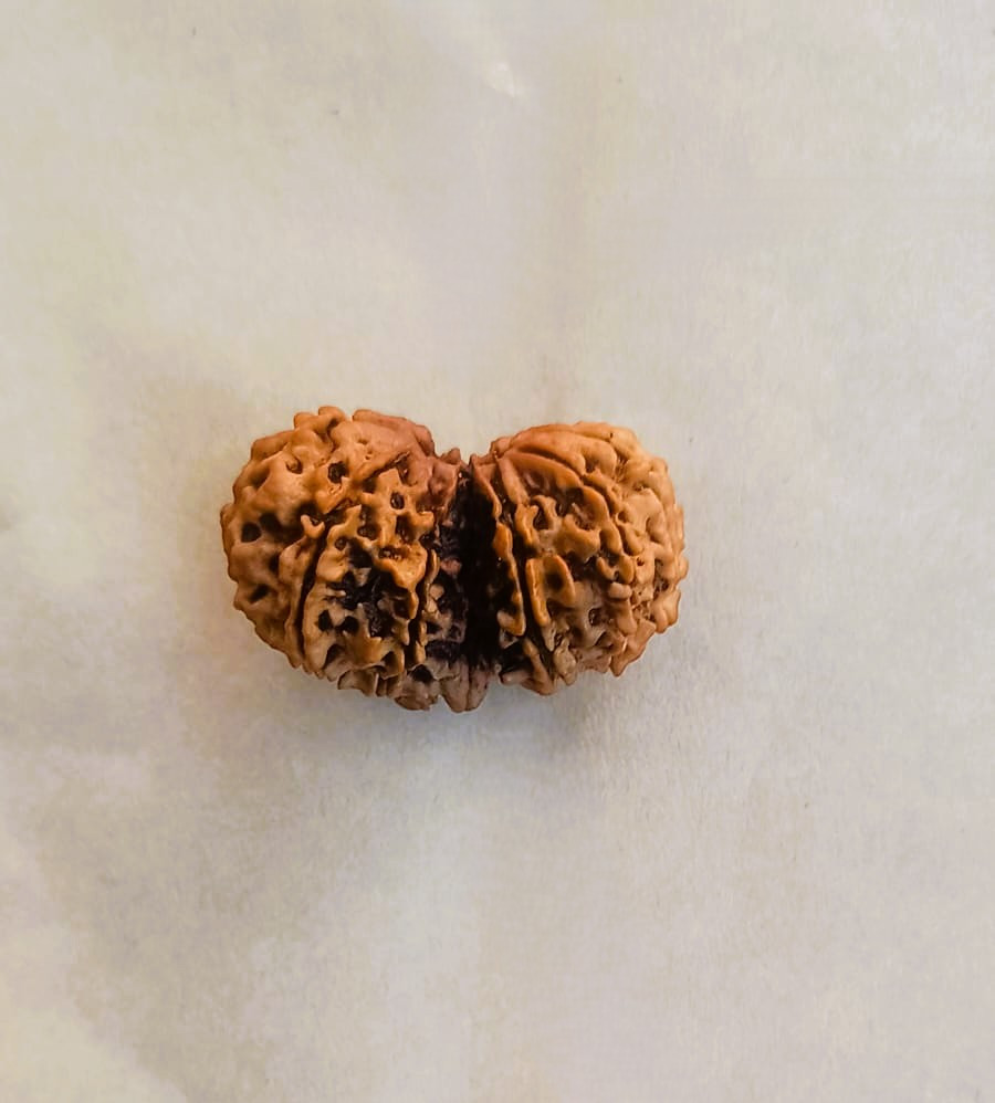 Natural Gauri Shankar Collector Rudraksh Nepali