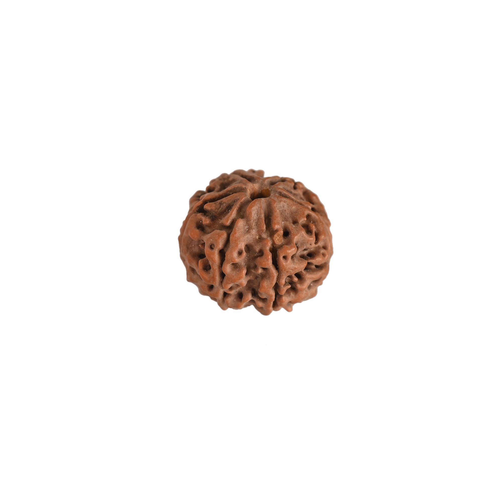 Natural 6 Mukhi RudrakshNepali