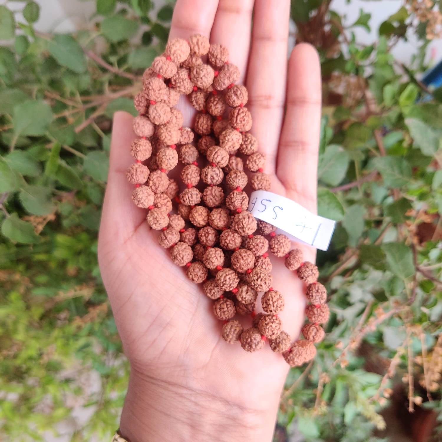 5 Mukhi Rudraksh Mala 8 MM to 85MM - 1081Beads