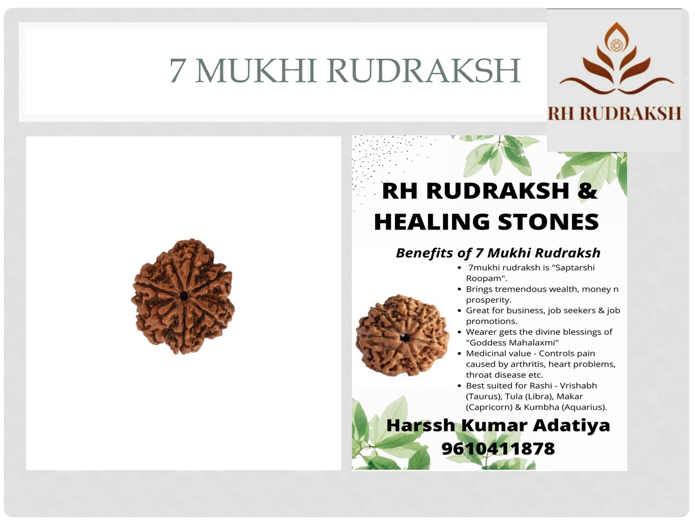 Natural 7 Mukhi Rudraksh Nepali