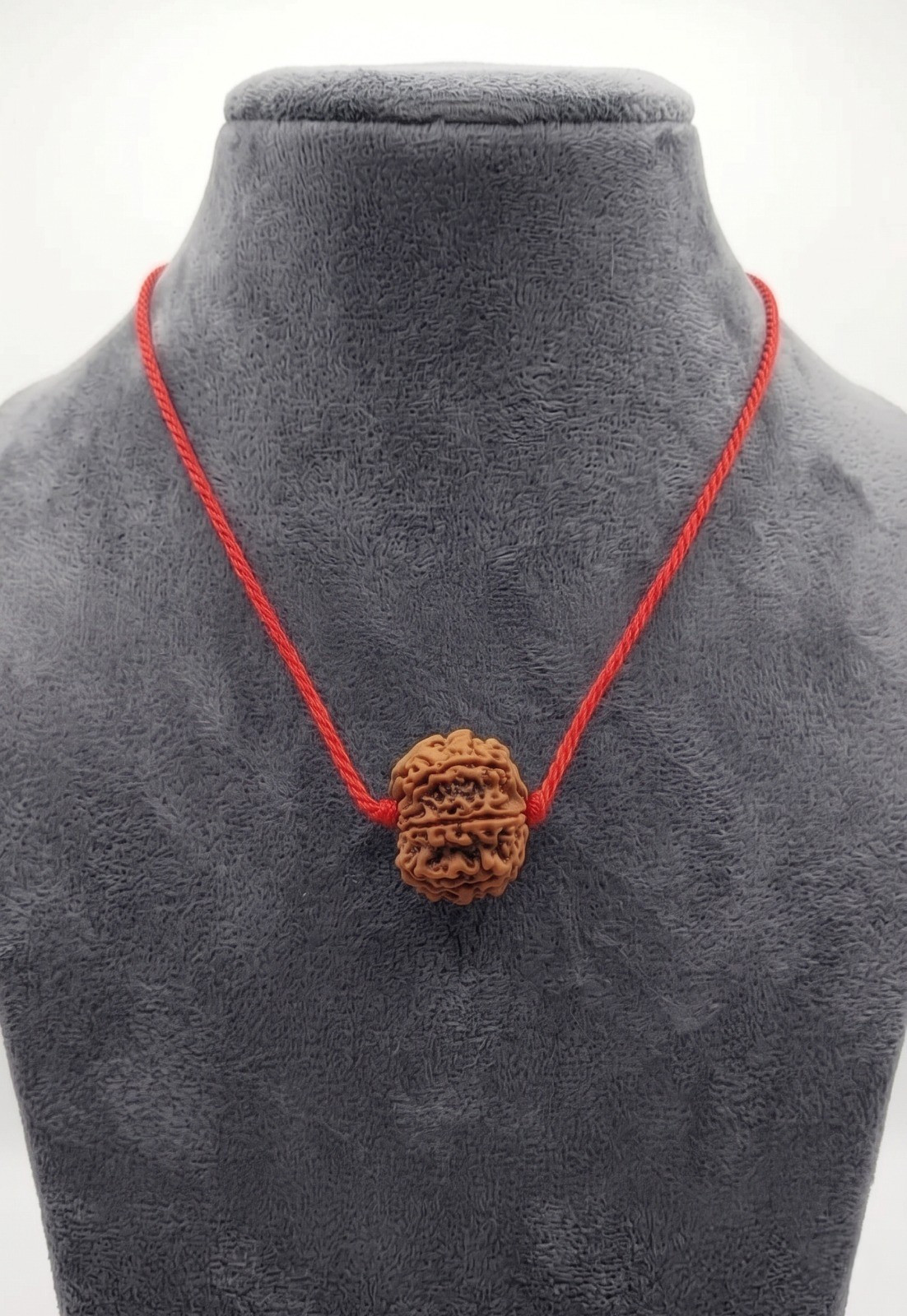 Natural 7 Mukhi Collector Rudraksh Nepali