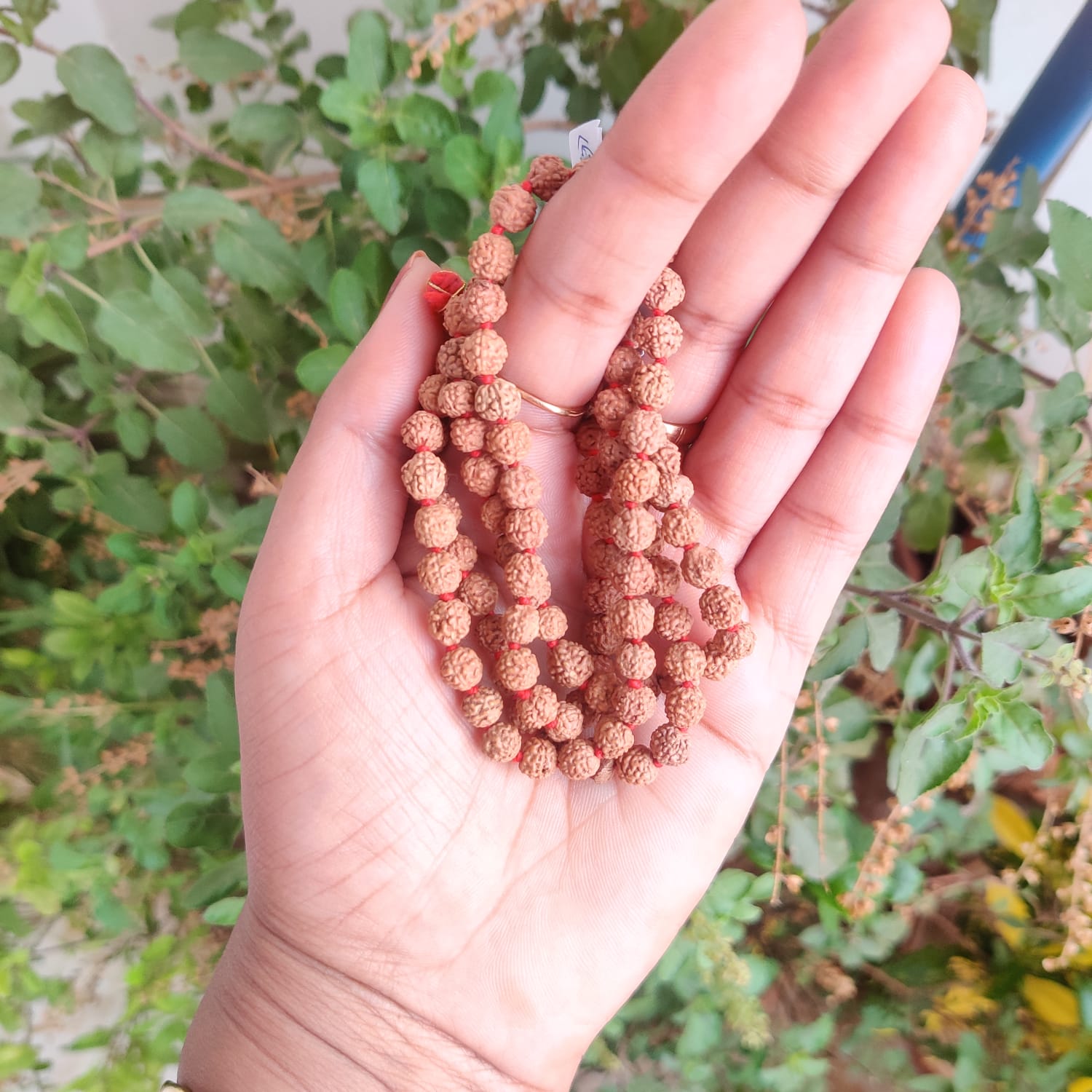 5 Mukhi Rudraksh Mala 6 MM to 65MM - 1081 Beads