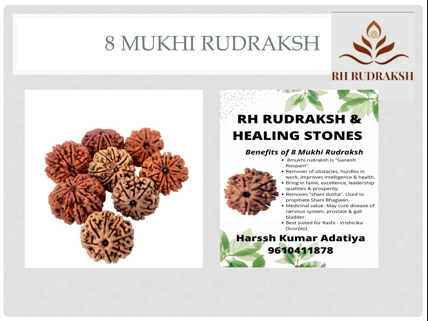 Natural 8 Mukhi Collector Rudraksh Nepali