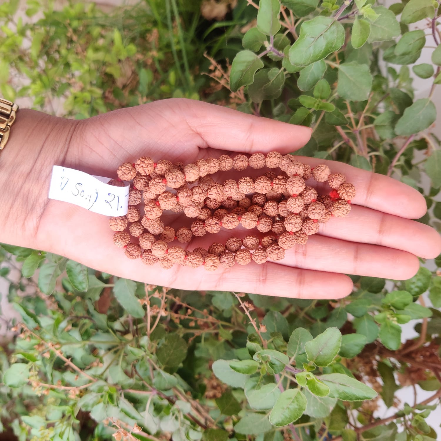 5 Mukhi Rudraksh Mala 75MM - 1081 Beads