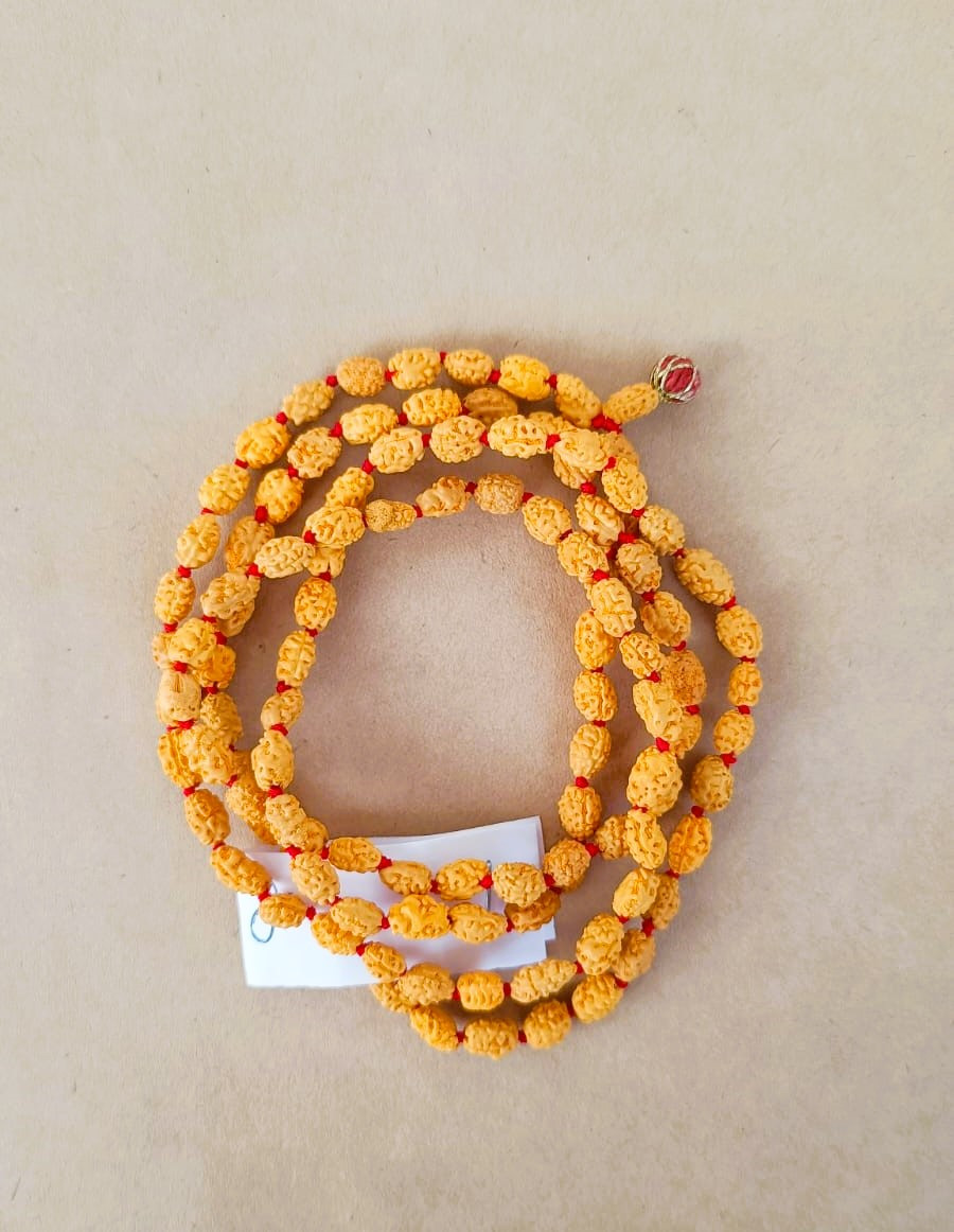 2 Mukhi Rudraksh Mala 8MM