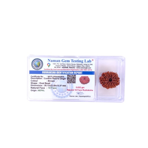 Natural 10 Mukhi Collector Rudraksh Nepali