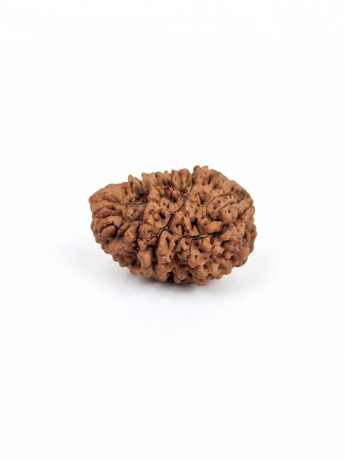 Natural 1 Mukhi Rudraksh