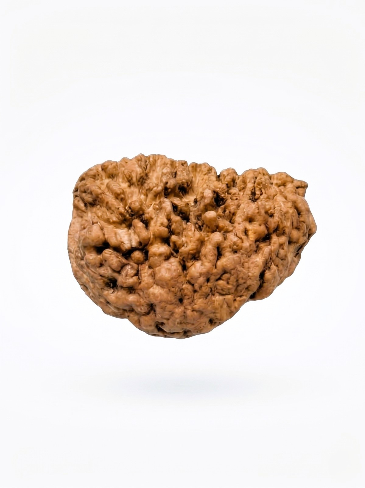 Natural 1 Mukhi Collector Rudraksh