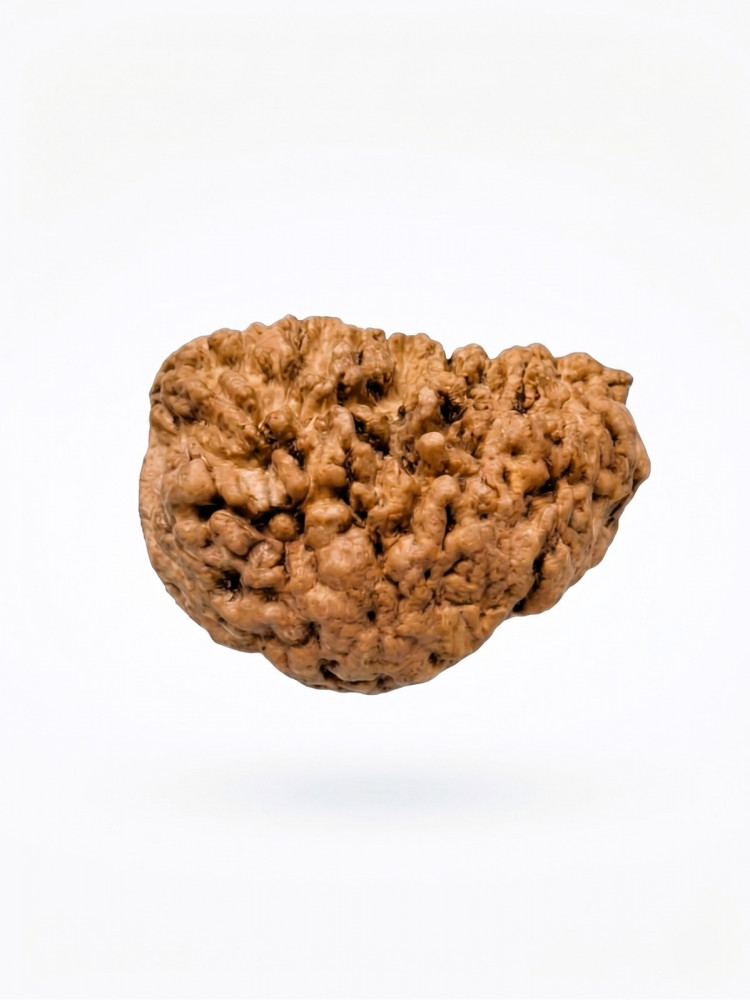 Image of Natural 1 Mukhi Collector Rudraksh