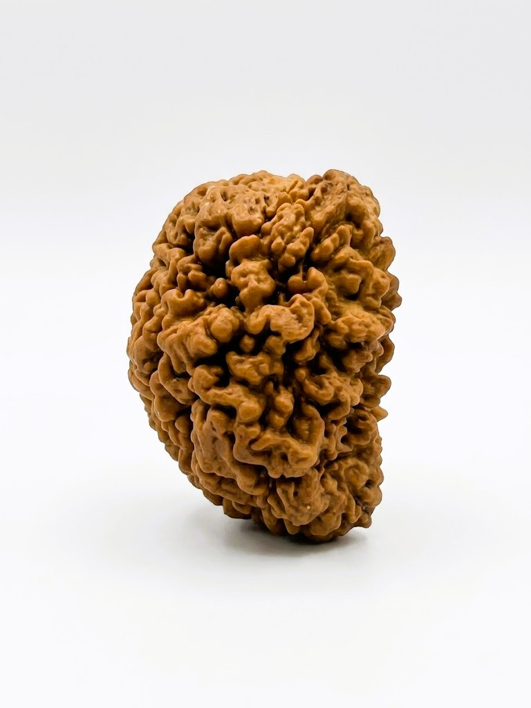 Natural 1 Mukhi Collector Rudraksh