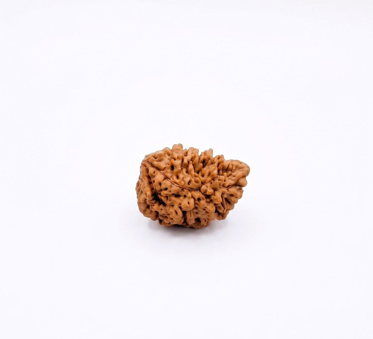 Natural 1 Mukhi Rudraksh