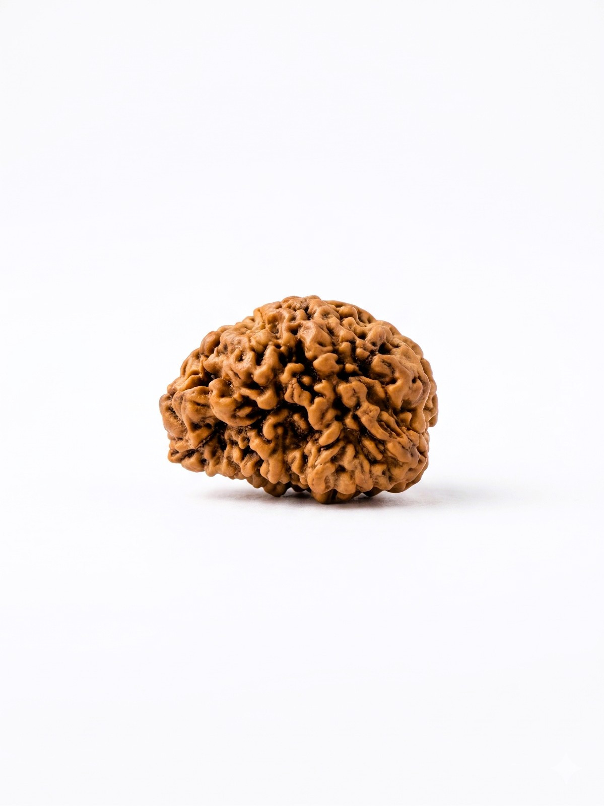 Natural 1 Mukhi Collector Rudraksh
