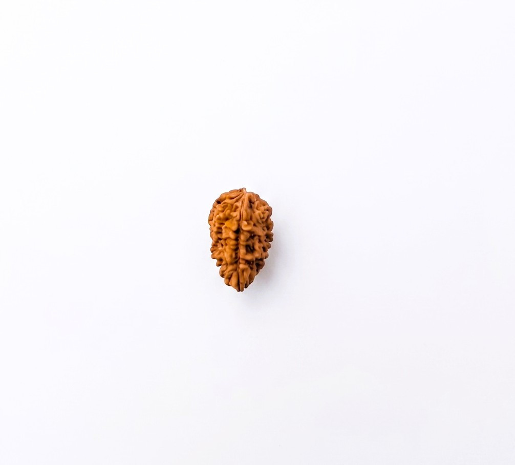 Natural 1 Mukhi Rudraksh