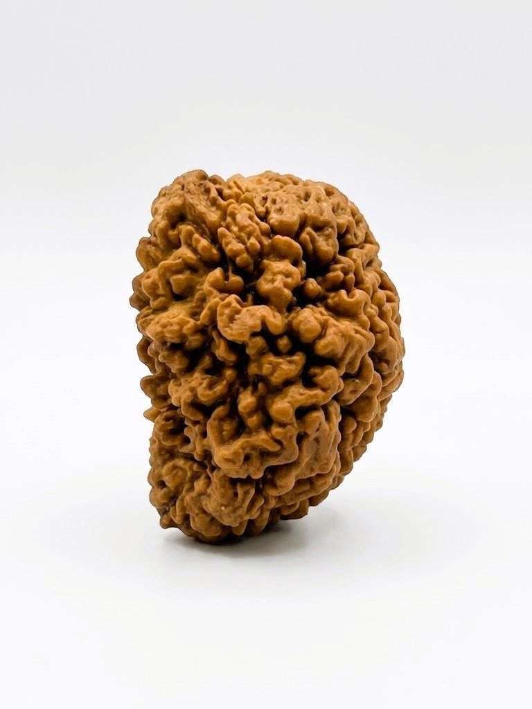 Natural 1 Mukhi Collector Rudraksh