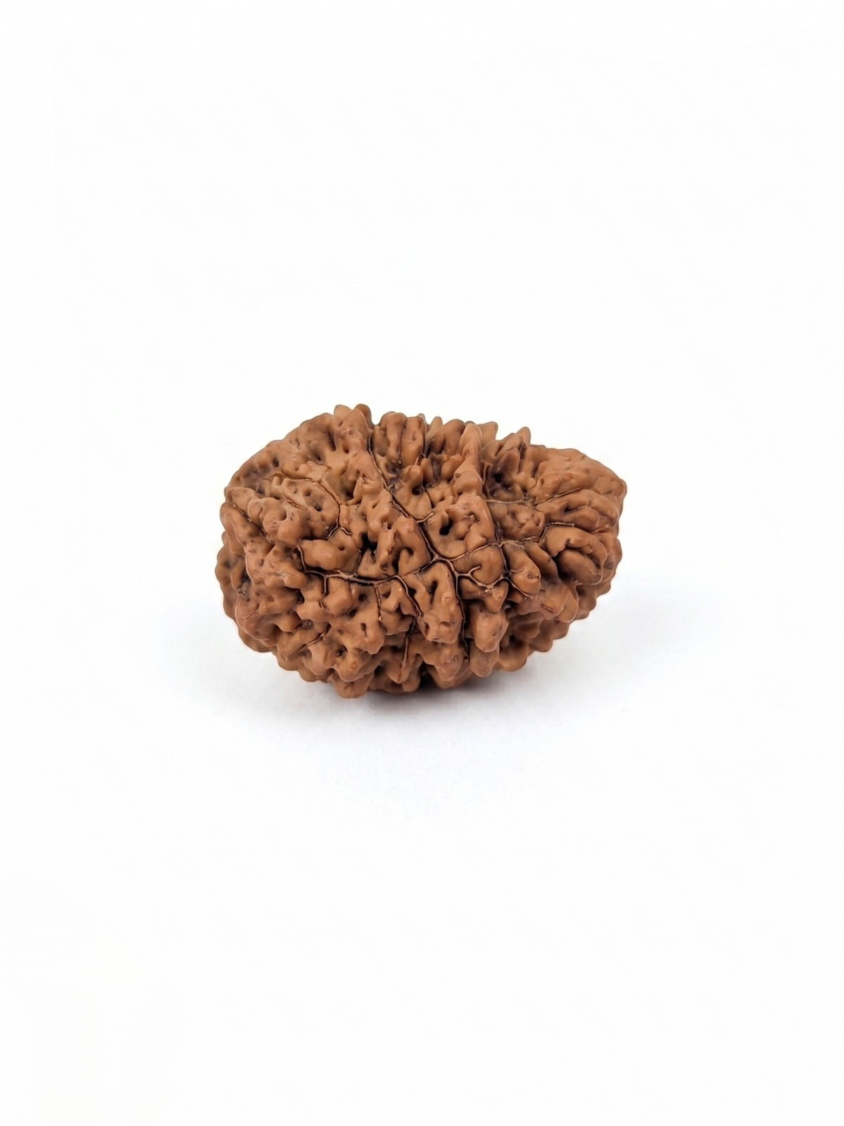Natural 1 Mukhi Rudraksh