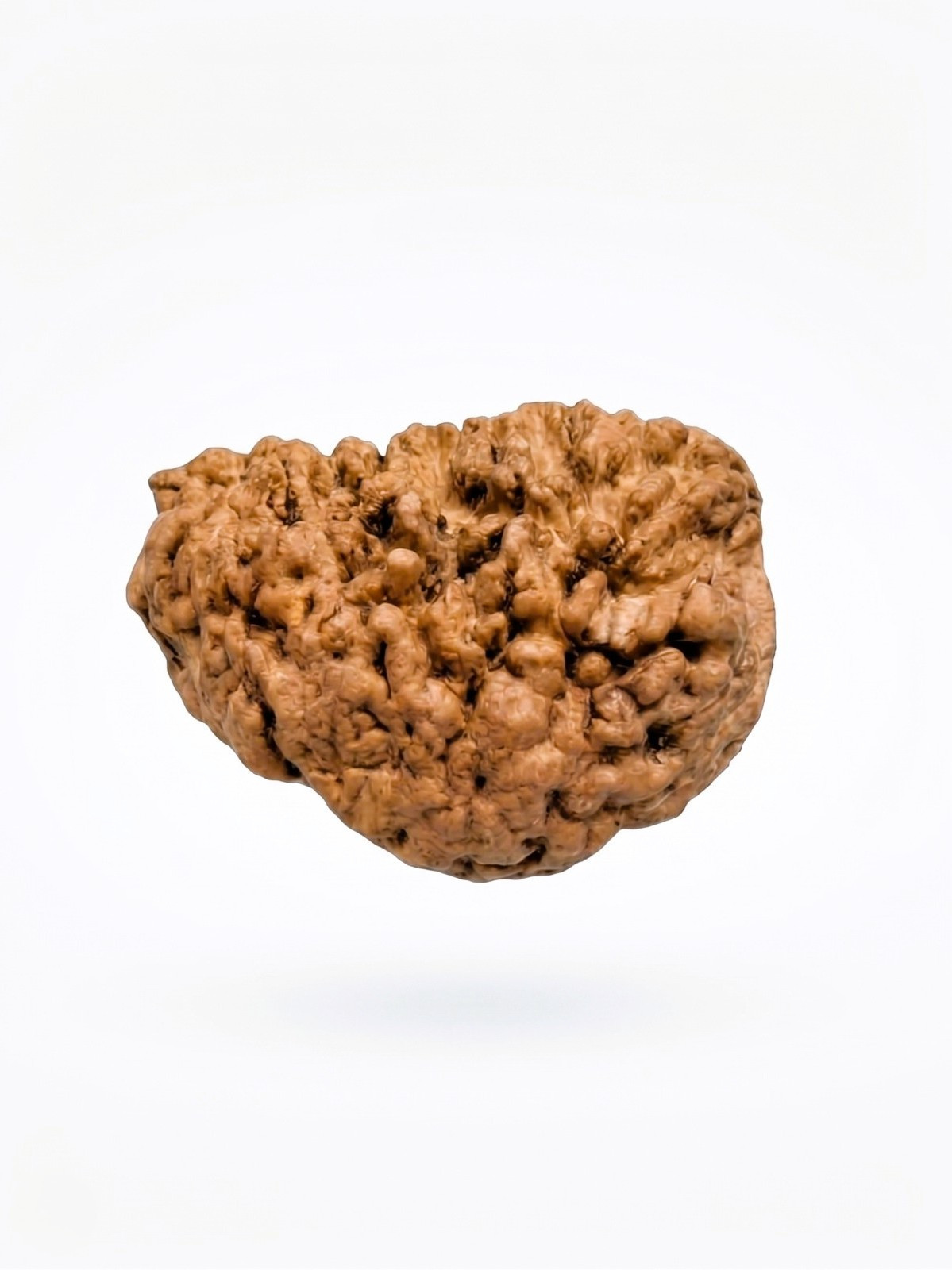 Natural 1 Mukhi Collector Rudraksh