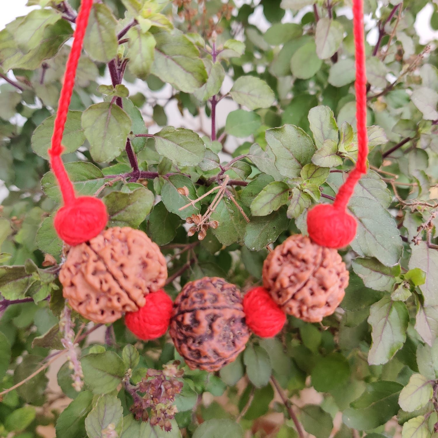 Combination of 4 mukhi 5 Mukhi 6 Mukhi