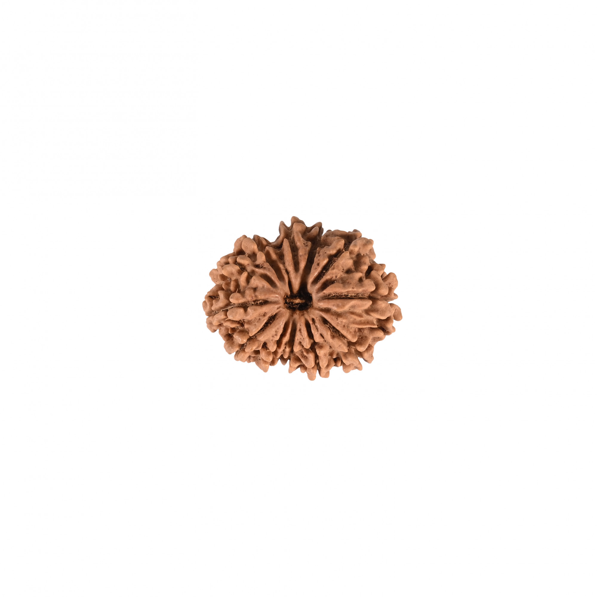Natural 12 Mukhi Rudraksh Nepali