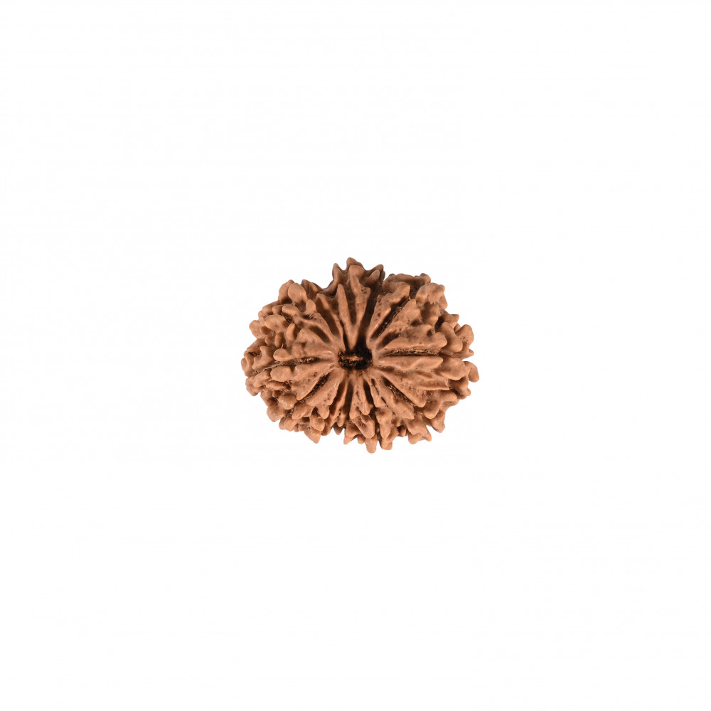 Image of Natural 12 Mukhi Rudraksh (Nepali)