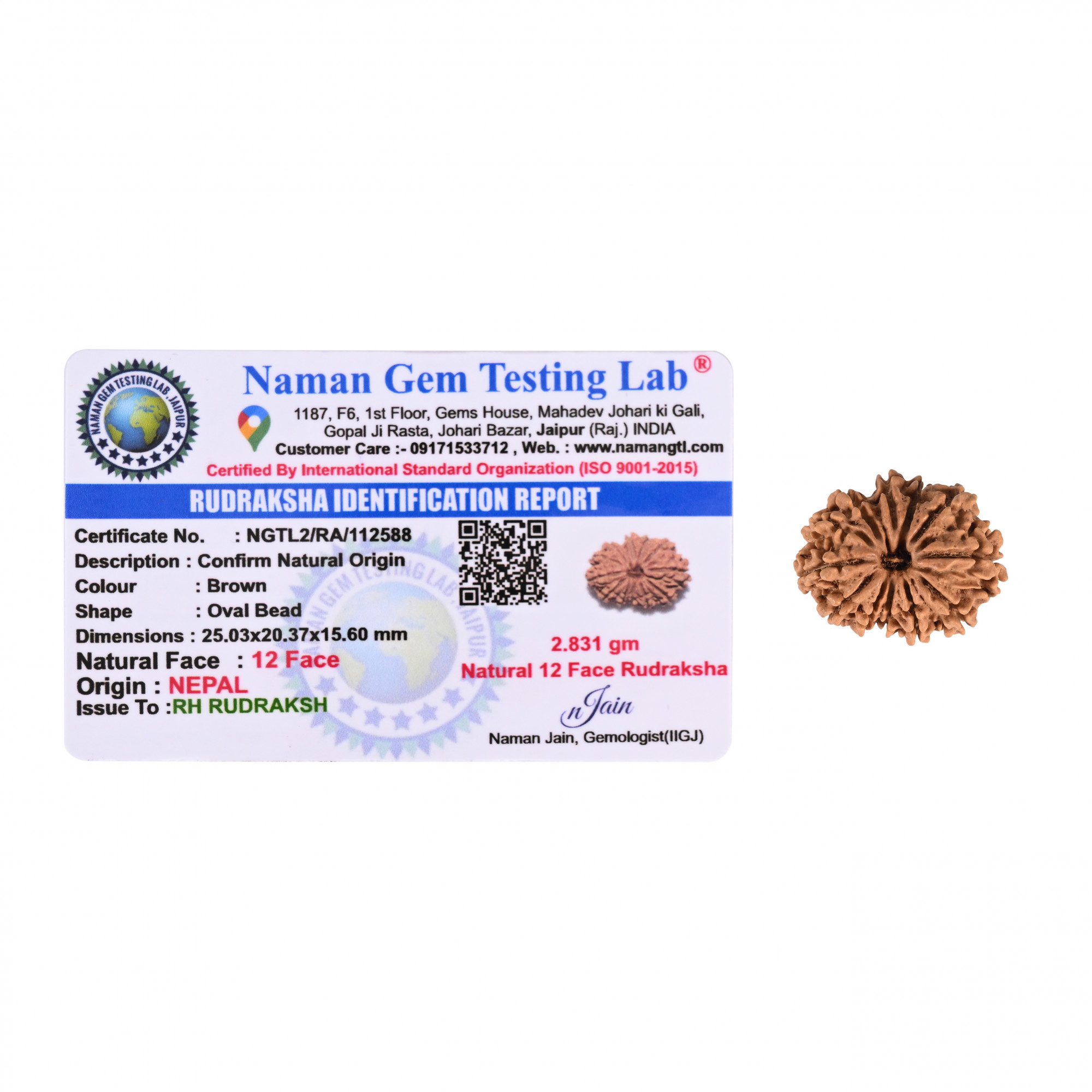 Natural 12 Mukhi Rudraksh Nepali