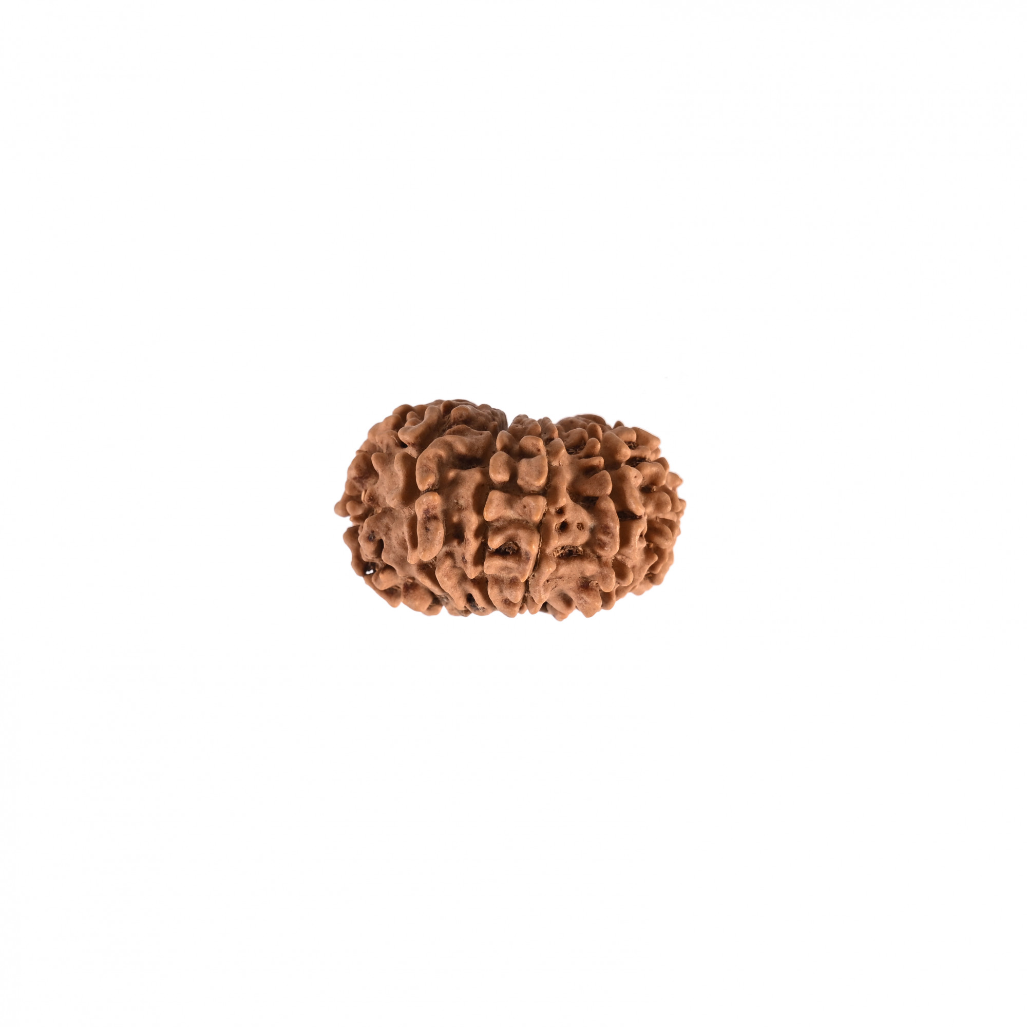 Natural 12 Mukhi Rudraksh Nepali