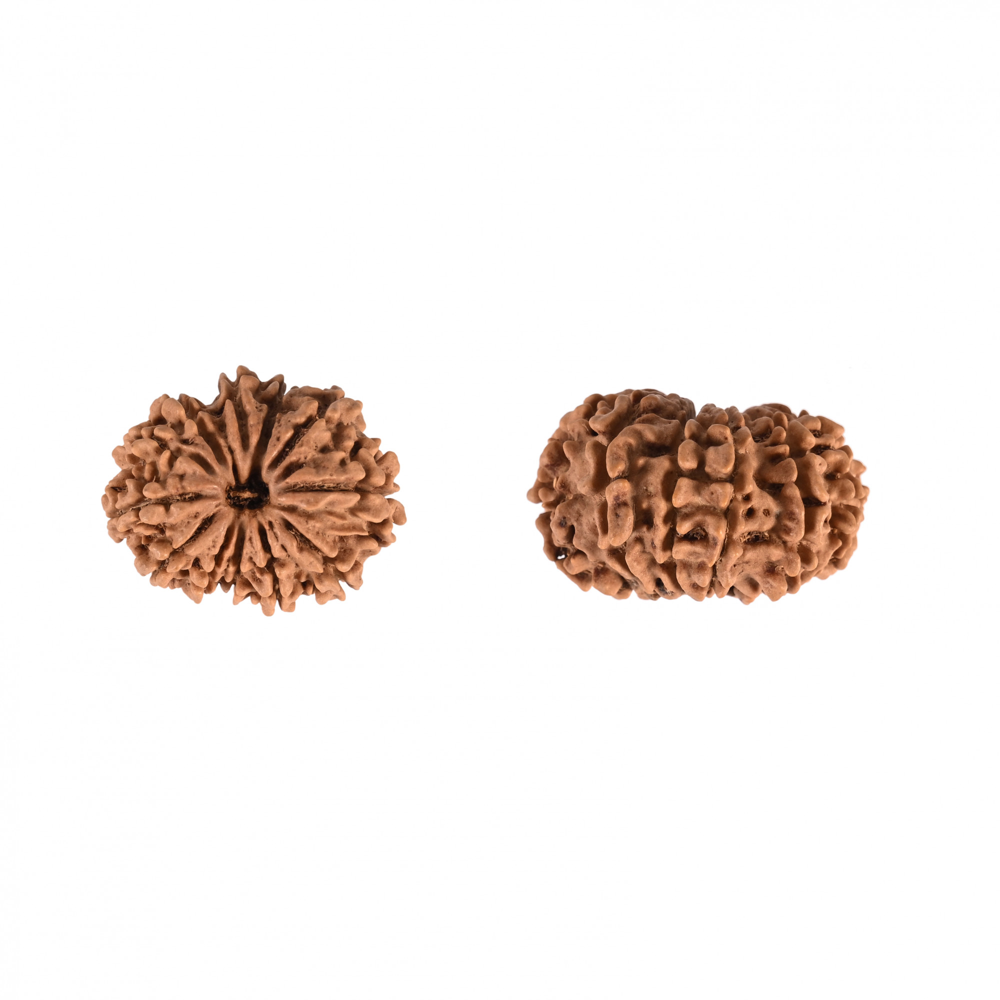 Natural 12 Mukhi Rudraksh Nepali