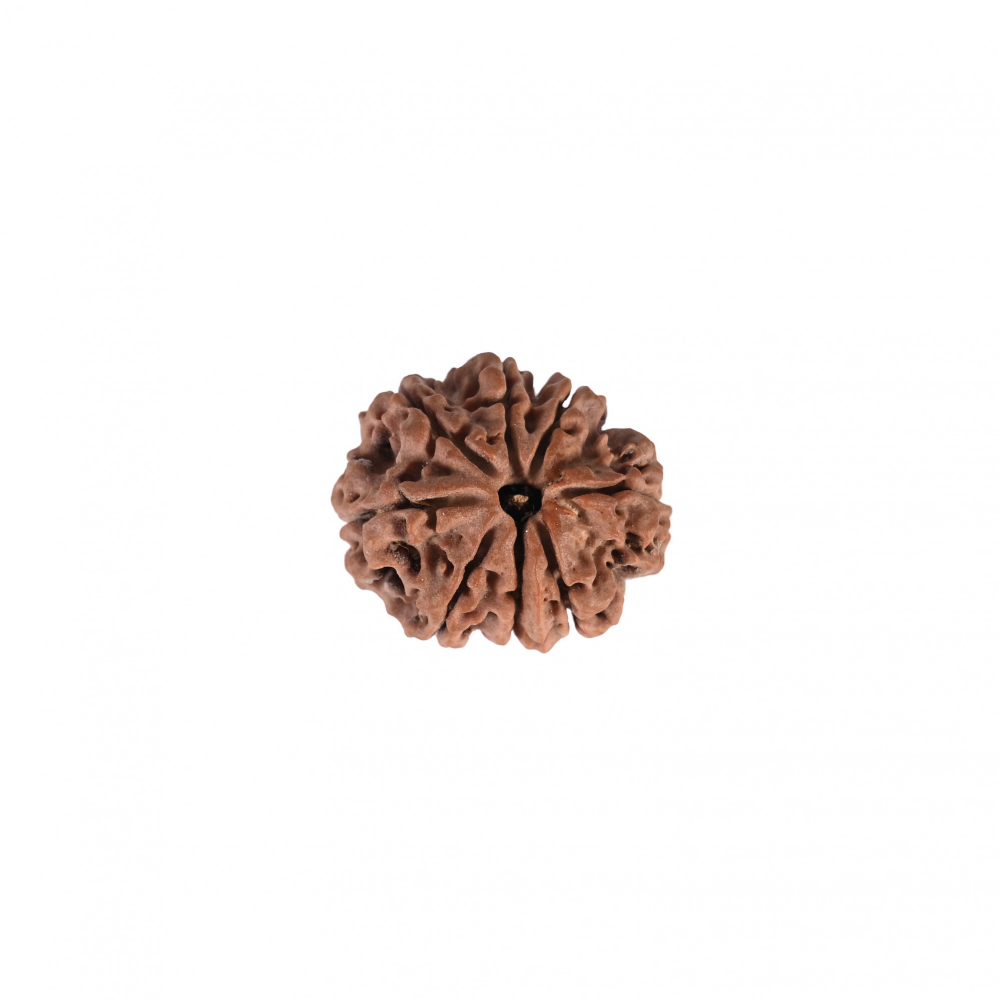 Natural 8 Mukhi Collector Rudraksh Nepali