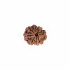 Natural 8 Mukhi Collector Rudraksh (Nepali)