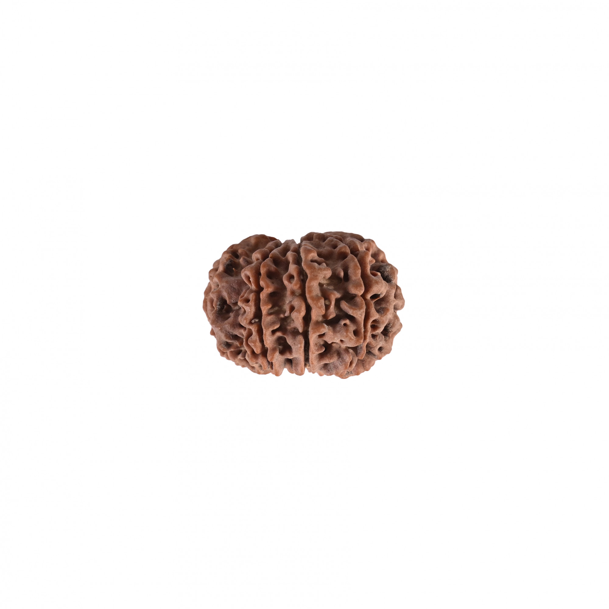 Natural 8 Mukhi Collector Rudraksh Nepali