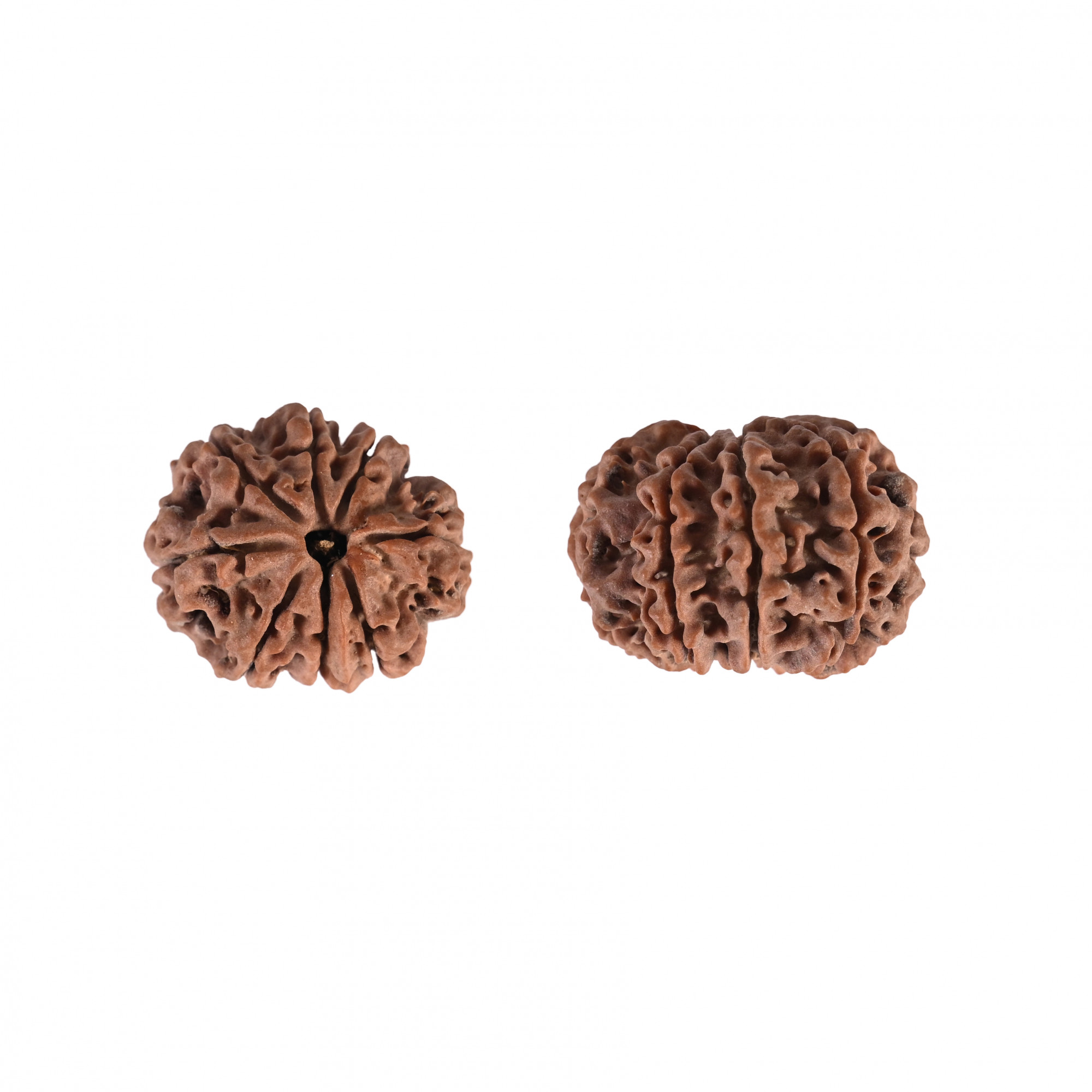Natural 8 Mukhi Collector Rudraksh Nepali