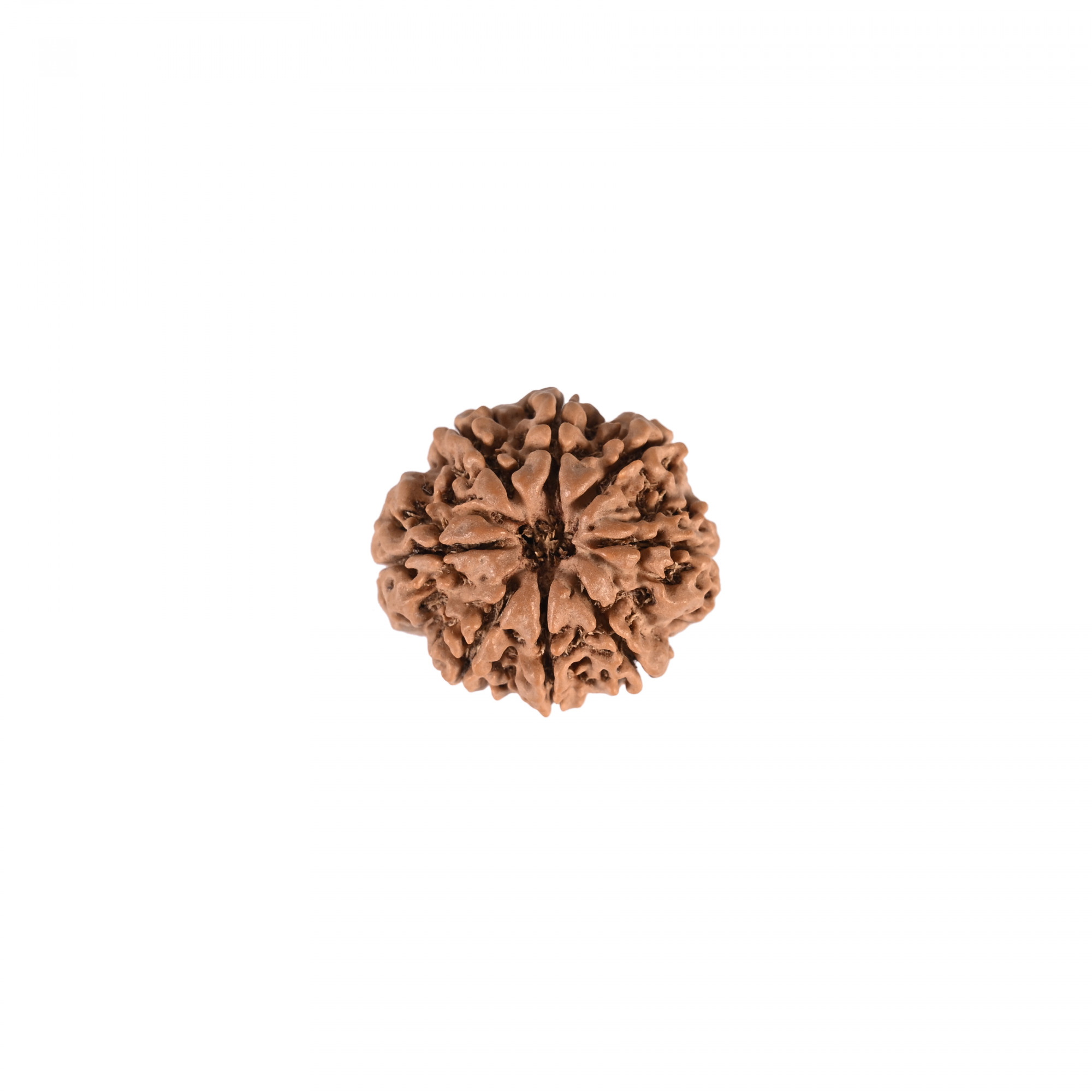 Natural 8 Mukhi Rudraksh Nepali