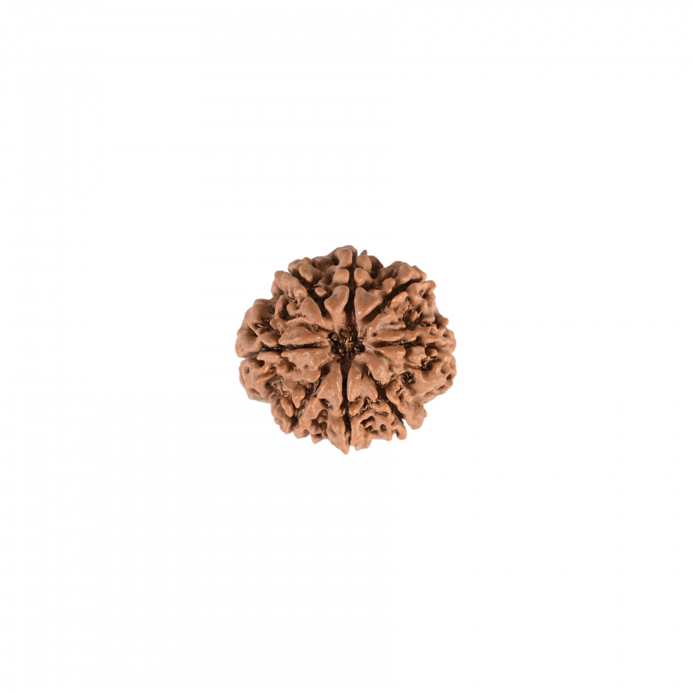 Image of Natural 8 Mukhi Rudraksh (Nepali)