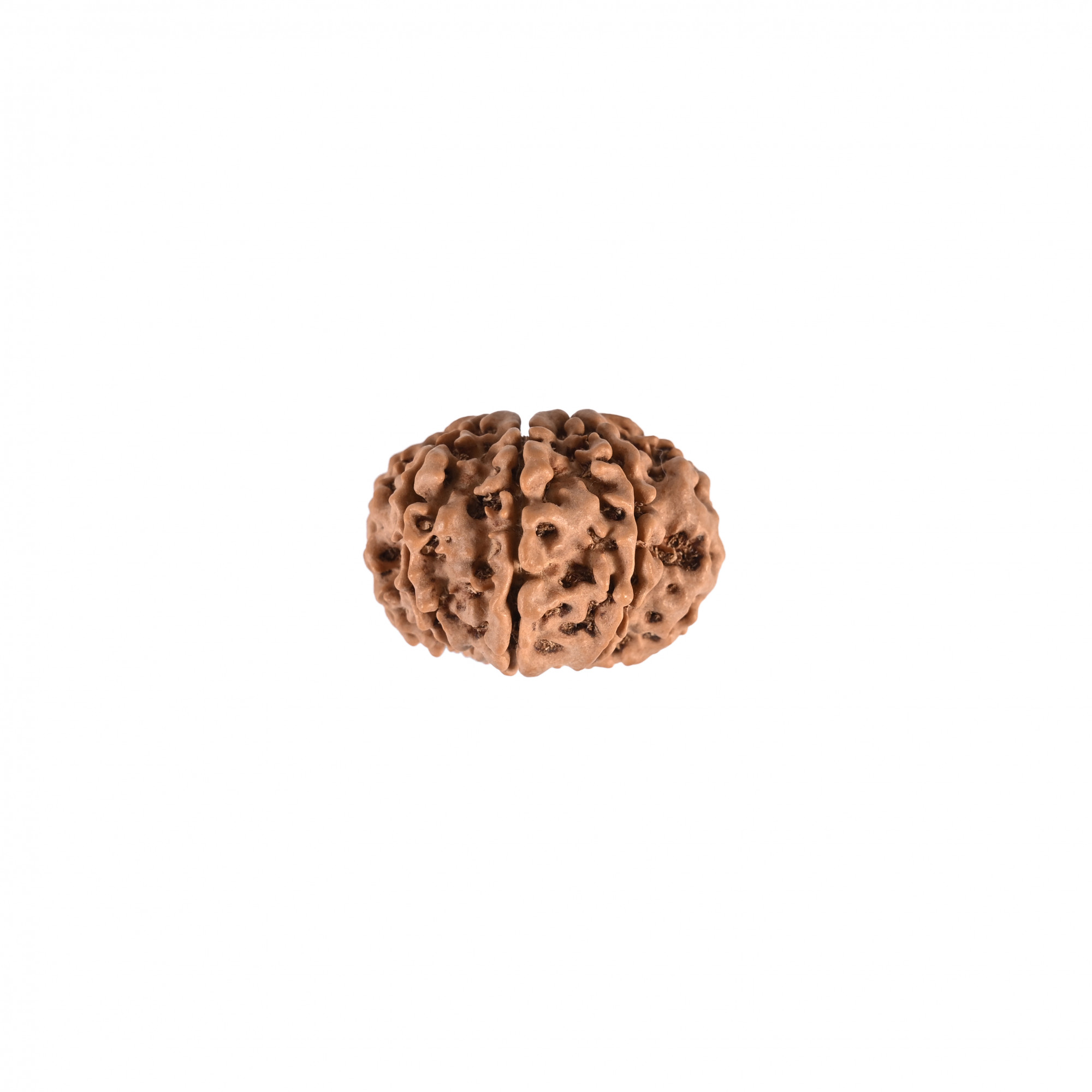 Natural 8 Mukhi Rudraksh Nepali