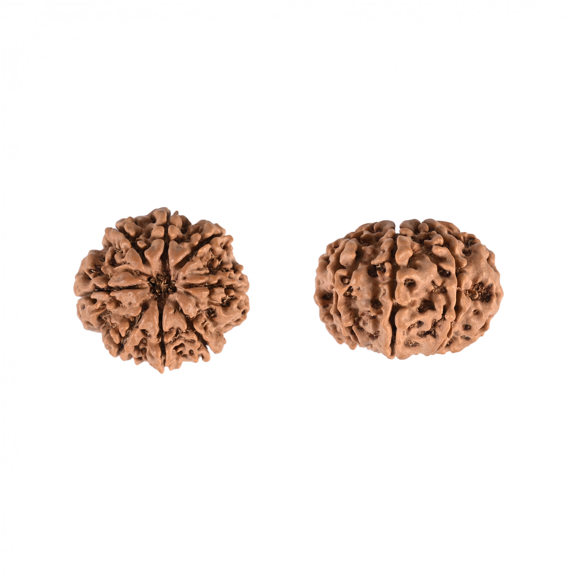 Natural 8 Mukhi Rudraksh Nepali