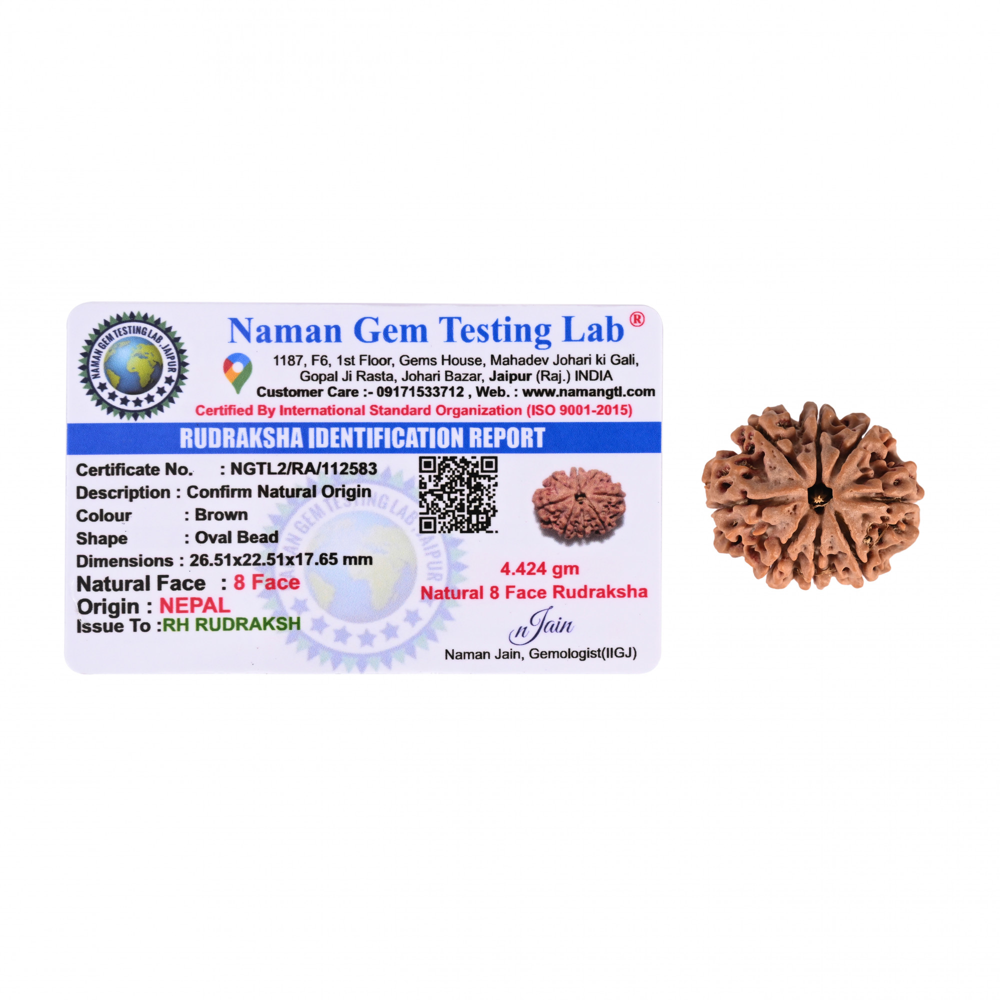 Natural 8 Mukhi Collector Rudraksh Nepali