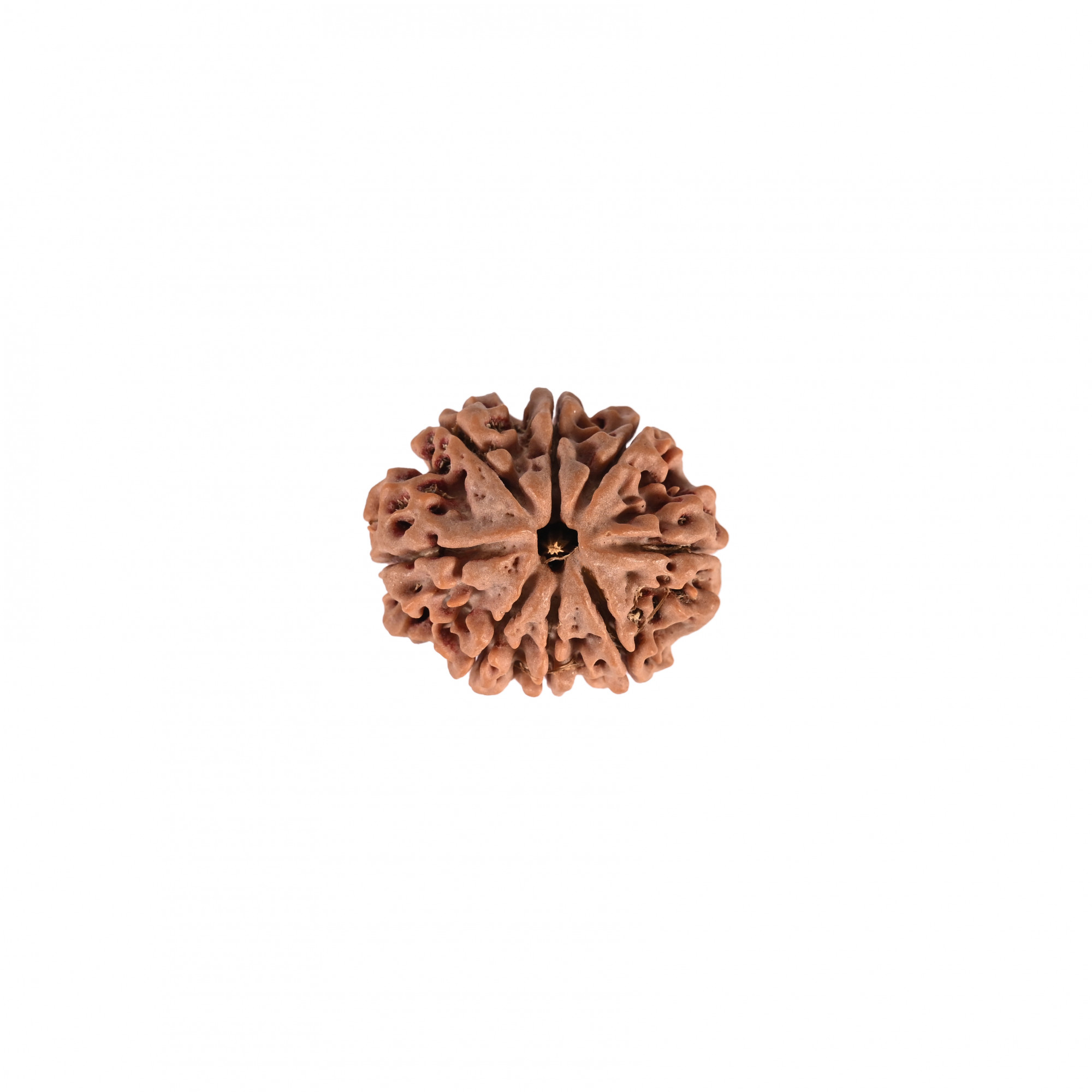 Natural 8 Mukhi Collector Rudraksh Nepali