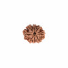 Natural 8 Mukhi Collector Rudraksh (Nepali)
