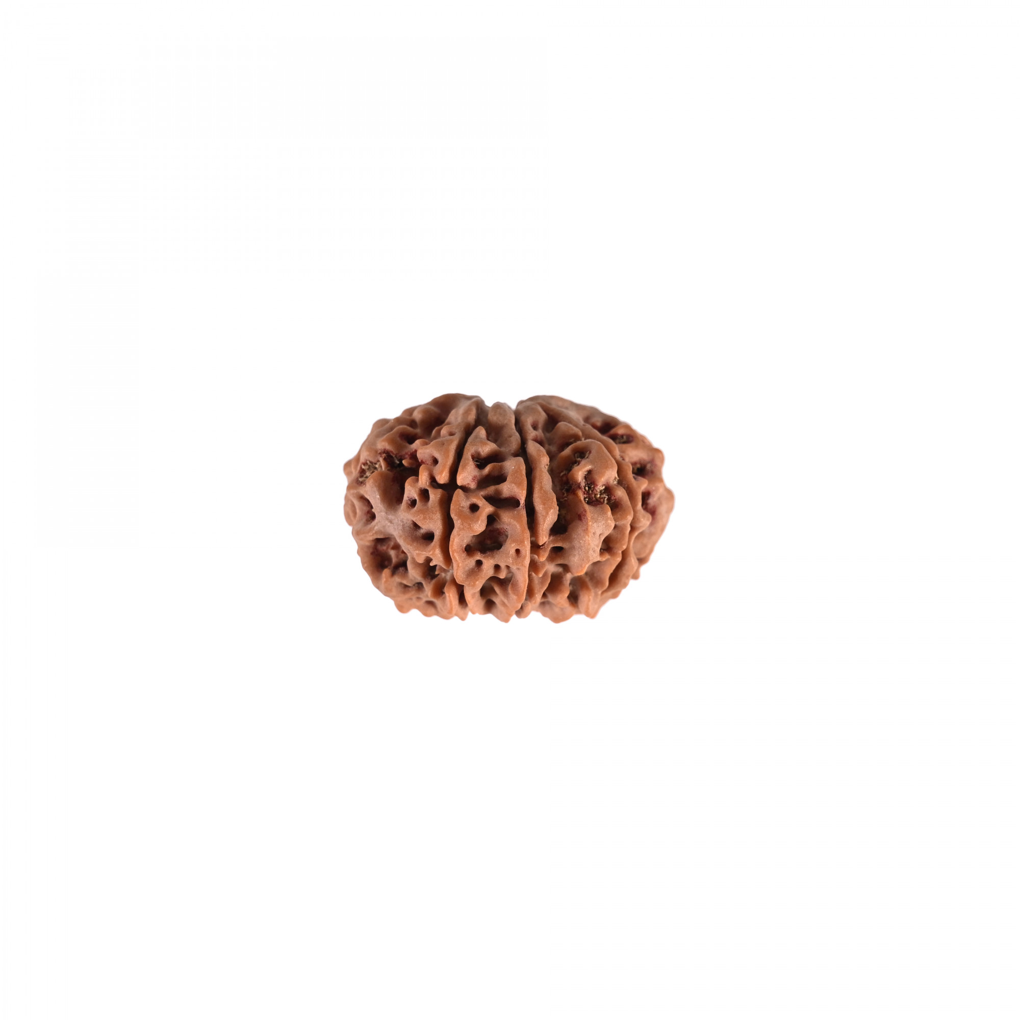 Natural 8 Mukhi Collector Rudraksh Nepali