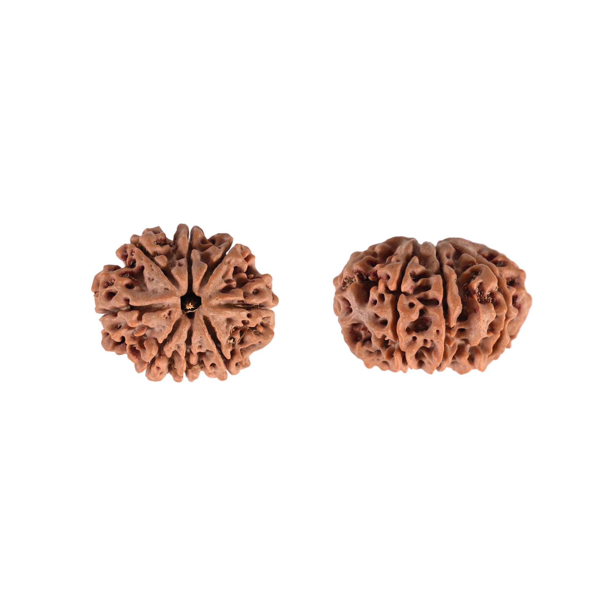 Natural 8 Mukhi Collector Rudraksh Nepali