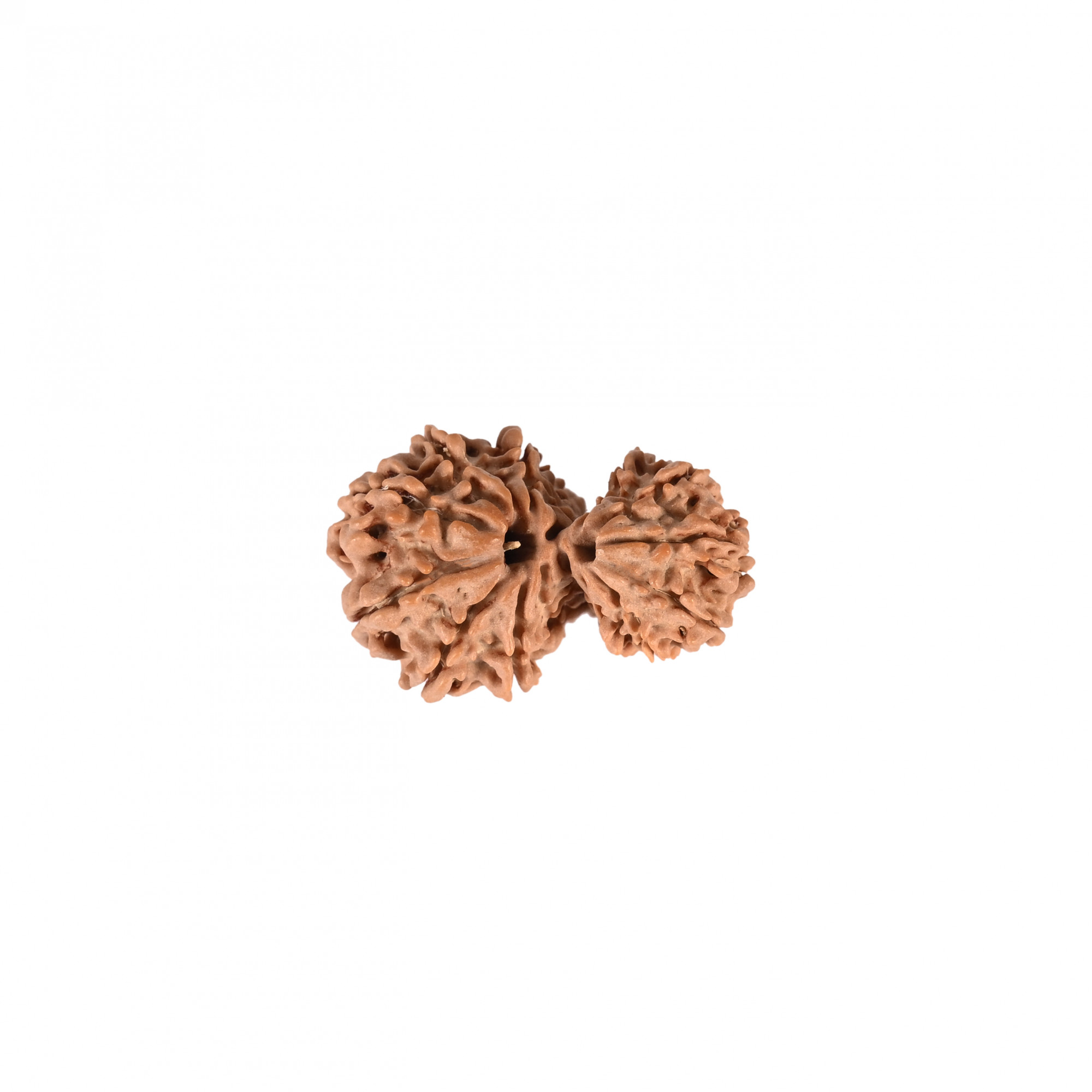 Natural Garbh Gauri Nepali