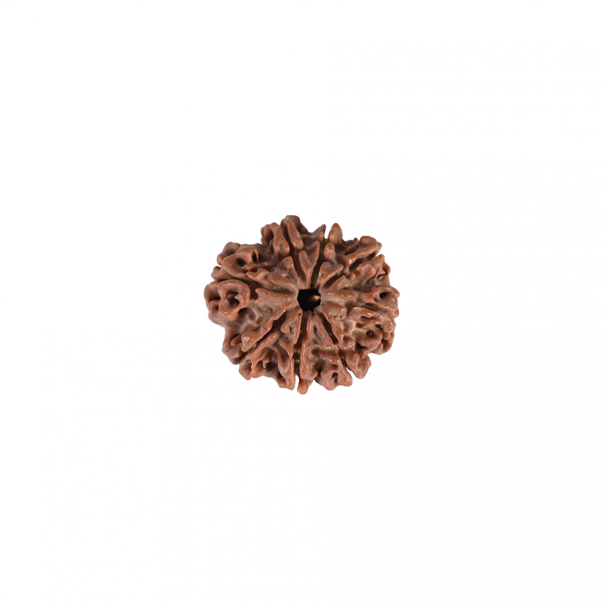 Natural 8 Mukhi Collector Rudraksh Nepali