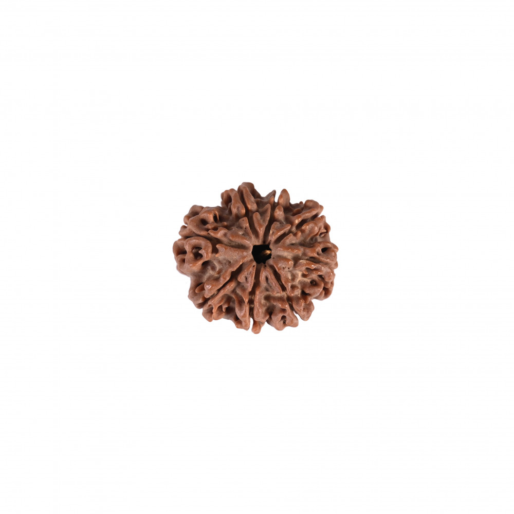 Image of Natural 8 Mukhi Collector Rudraksh (Nepali)