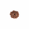 Natural 8 Mukhi Collector Rudraksh (Nepali)
