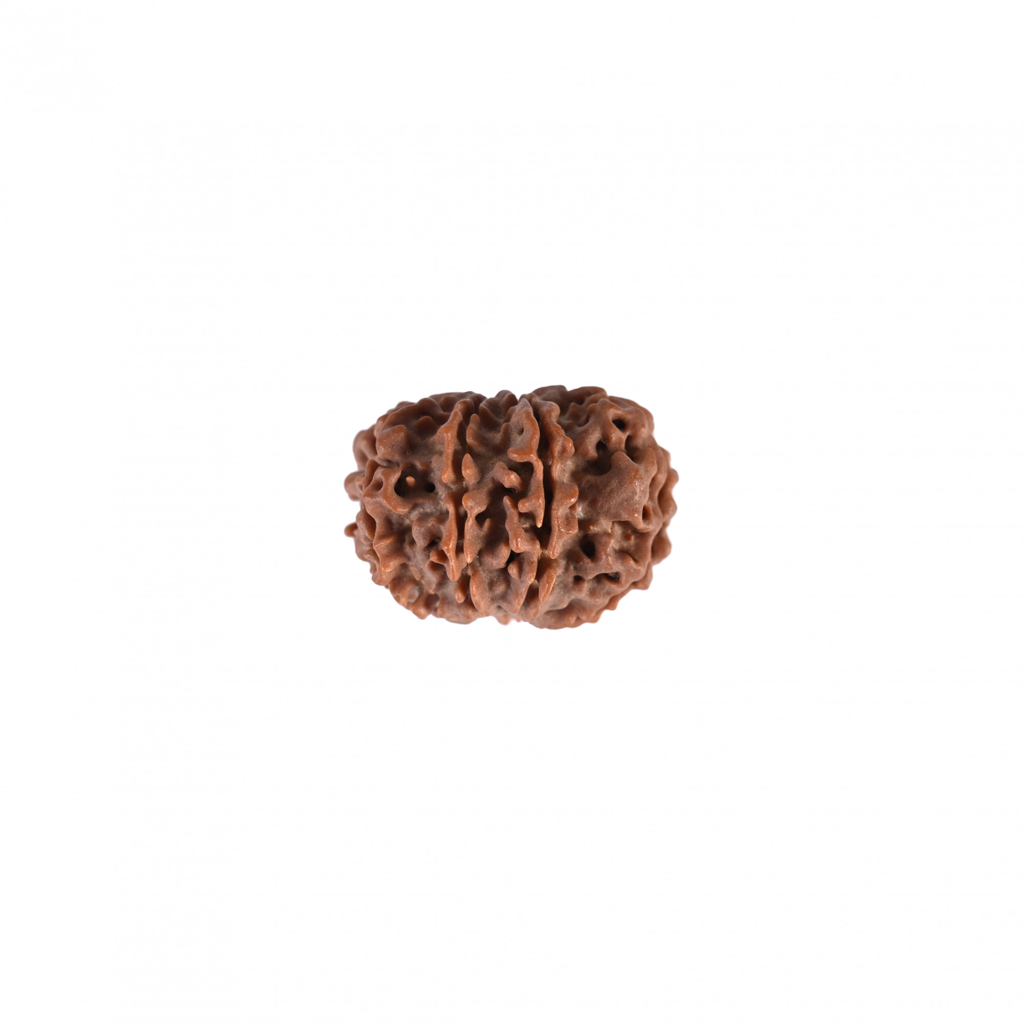 Natural 8 Mukhi Collector Rudraksh Nepali