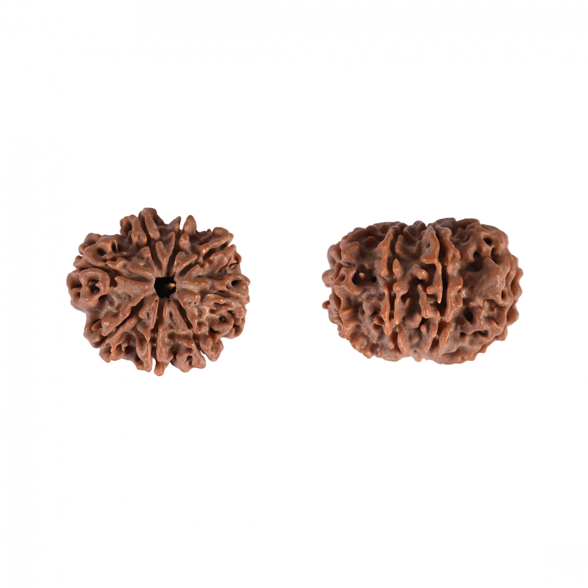 Natural 8 Mukhi Collector Rudraksh Nepali