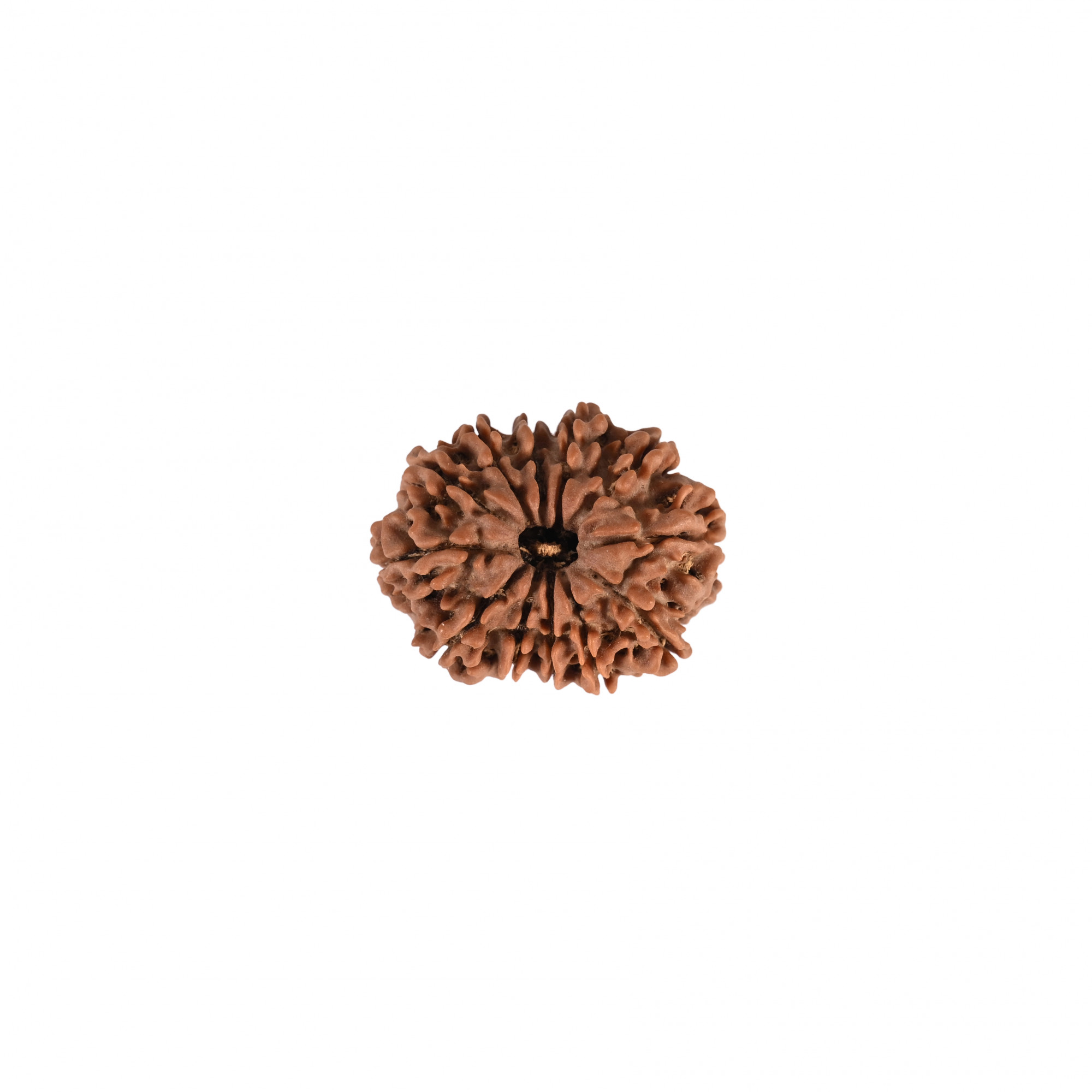 Natural 12 Mukhi Rudraksh Nepali